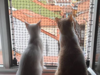 Mis primeras vacaciones con dos gatos (II): Ventanas abiertas