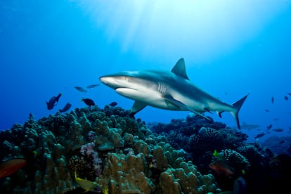 Tiburón gris en un arrecife. 