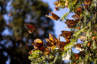 Josef h. Reichholf 'La desaparición de las mariposas'