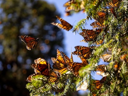 El santuario de la mariposa Monarca, ubicado en el cerro El Campanario, del ejido El Rosario (México).