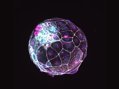 Uno de los pseudoembriones con células madre humanas.