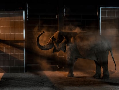 Un elefante llega a su nuevo hogar en Mazatlán, Sinaloa, el 20 de mayo de 2025.