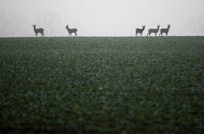 Un grupo de ciervos pastan entre la niebla en un campo cerca de Sehnde (Alemania), el 19 de diciembre de 2016.