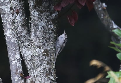 Un agateador común, 'Certhia brachydactyla', en el tronco de un pruno. Se alimenta de insectos que encuentra en la corteza de los árboles.