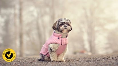 Un perro con chaleco antiestrés en la calle.