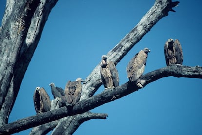 Os abutres-de-bico-longo (‘Gyps indicus’) habitam em zonas montanhosas da Índia e outros países do sudeste asiático. Desde 1990 esses animais têm se envenenado com os remédios usados para tratar o gado, que é sua principal fonte de alimento. A IUCN, que os classifica como uma espécie em perigo crítico de extinção, alerta que eles têm um papel fundamental na eliminação de restos de animais do meio ambiente. Dessa forma, controlam a propagação de doenças.