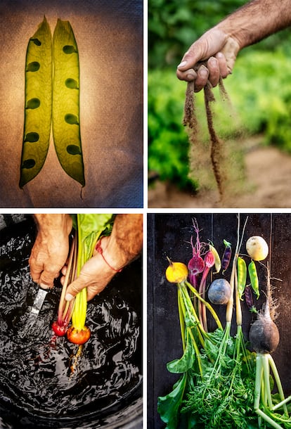 De izquierda a derecha y de arriba a abajo: Una de las vainas de guisantes amarillos que planta Cultivo Desterrado, huerto del proyecto Cultivo Desterrado, remolacha bicolor y remolacha dorada recién recogidas del huerto.