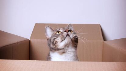Un gato en una caja, representaci&oacute;n de la paradoja de Schr&ouml;dinger.
 
 