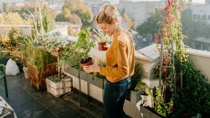 En verano se hace más complicado mantener siempre las plantas con un nivel óptimo de agua. GETTY IMAGES.