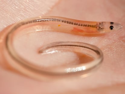Una anguila de tres años, todavía transparente, que forma parte de uno de los programas de repoblación que ha puesto en marcha Suecia.