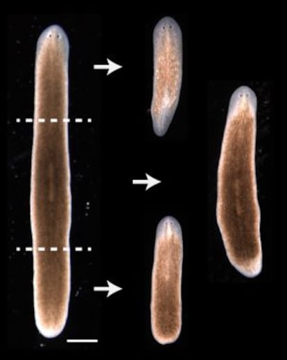 La imagen muestra c&oacute;mo de una planaria cortada en tres, surgen tres planarias.