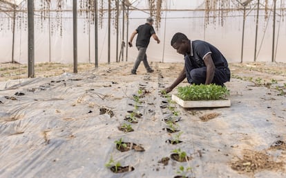 A worker from Malawi in a greenhouse in the 'moshav' Sharsheret, in Israel, last January.