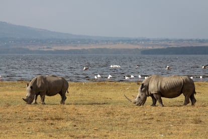 Rinocerontes en el lago Naivasha.