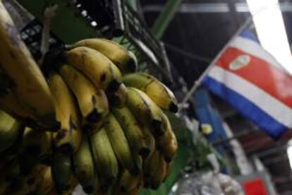 Bananos colgados para su venta en una tienda en el mercado central de San José (Costa Rica). EFE/Archivo