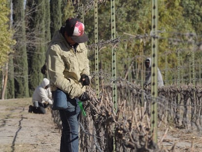 Campesinos trabajan en el viñedo de Casa Madero, en Coahuilla, México.