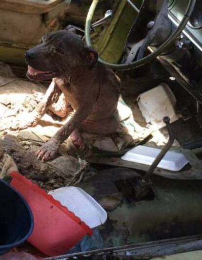 Una hembra pitbull fue abandonada en 2015 en Aguascalientes, dentro de un coche.