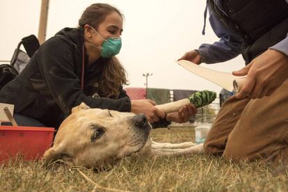 Voluntarios ayudando a un perro, uno de los muchos animales que han quedado atrás tras la urgente evacuación a causa de los incendios.