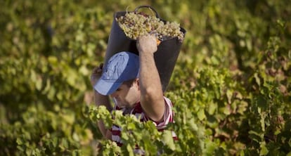 Un jornalero durante la recogida de la uva en Huévar, en Sevilla.