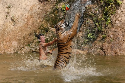 Un tigre salta mientras es entrenado en la provincia de Kanchanaburi (Tailandia).