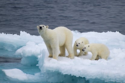 Osos polares en un bloque de hielo desprendido del casquete polar.