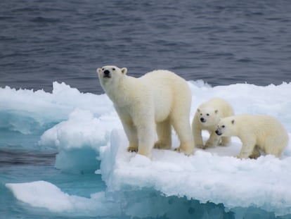 Osos polares en un bloque de hielo desprendido del casquete polar.