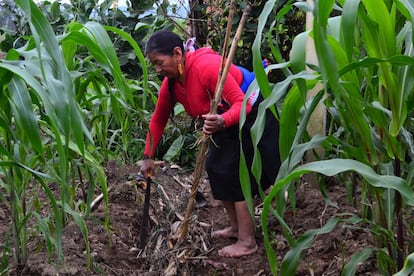 Desde el origen de los tiempos han sobrevivido mujer y maíz, ambas semillas de vida que cíclicamente se tejen al ritmo lunar. En el vientre del tiempo la semilla del maíz alimentó el espíritu del pueblo originario; la mano de la mujer transformó la semilla sagrada, gracias a ella el maíz se come, se muele, se bebe, se ríe, se canta, se teje, el maíz se sueña. Mujer-maíz, mujer semilla, mujer luna, mujer-madre-hija-abuela, mujer que siembra y enseña a sembrar, mujer que teje su cultura ancestral en el arte diario de vivir, mujer maíz. Esta imagen del pueblo camëntsa, en Colombia, recibió una mención de honor.