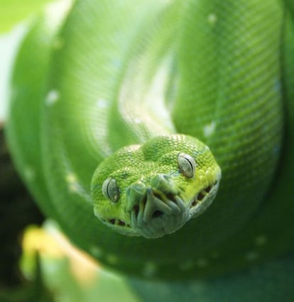 Pitón arborícola verde ('Morelia viridis')