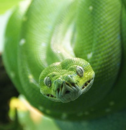 Pit&oacute;n arbor&iacute;cola verde (&#039;Morelia viridis&#039;)