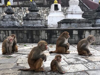 Por cercanía genética y física algunos monos, como estos macacos Rhesus, son fuente de varias zoonosis.