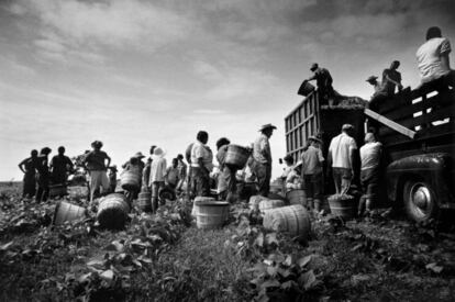 Schapiro retrata la recogida de judías en Arkansas en 1961, por parte de unos trabajadores inmigrantes.