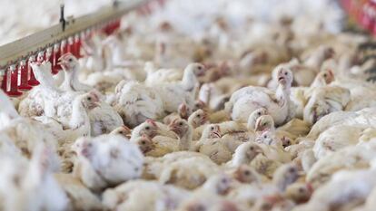 Una granja de pollos en Galicia.