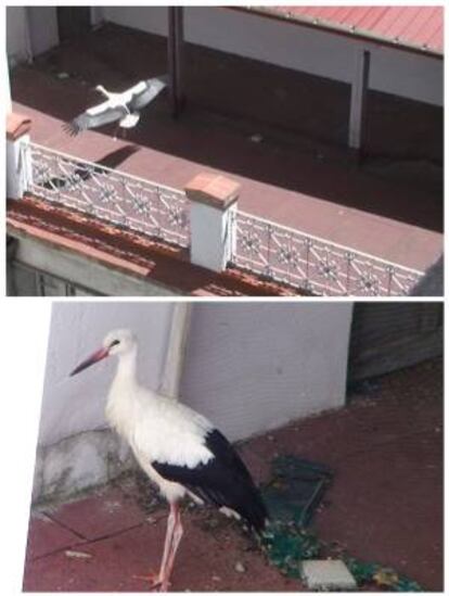 La cigüeña atrapada, en la terraza del patio interior en la que había aterrizado.