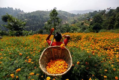 Una mujer recoge flores de caléndula para hacer guirnaldas y como ofrenda para oraciones, antes de venderlas en el mercado para el festival de Tihar de la localidad nepalí de Katmandú.