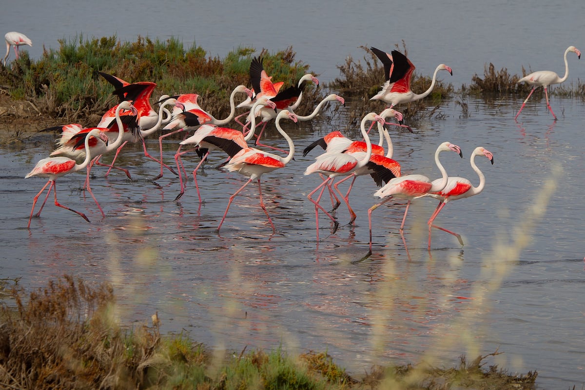 Año de aguas, año de abundancia: más de 30.000 parejas de flamencos en la laguna de Fuente de Piedra (Málaga)
