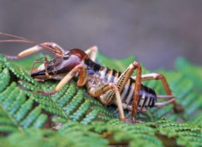 Imagen de un weta, un saltamontes gigante, en Nueva Zelanda.