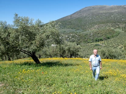 Olivos en la Finca el Valle de Córdoba