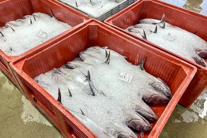 Los primeros bonitos capturados en el Atlántico en la lonja de Santoña.