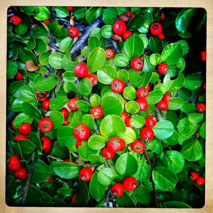 Frutos de cotoneaster. 'Cotoneaster horizontalis'. Es un arbusto rastrero de hoja caduca.