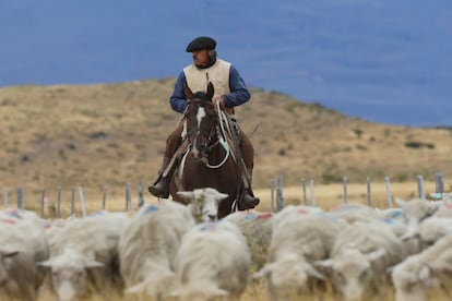 Lorenzo pastorea ovejas en la Patagonia argentina. 