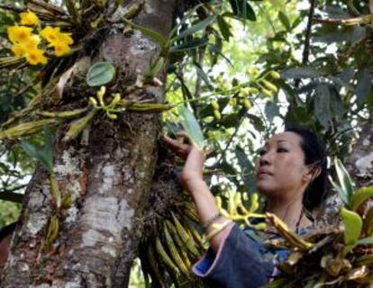 Li Minguo, activistas-ecologistas de China, con las orquídeas que sirven para financiar su proyecto.