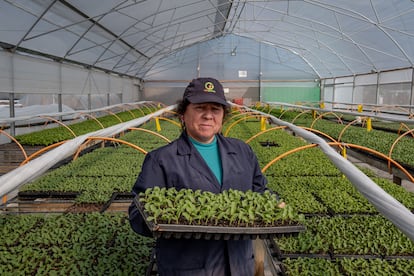 Una trabajadora de la cooperativa campesina intercomunal Peumo sostiene una bandeja con brotes de hortalizas en localidad Pataguas Orilla, Chile.