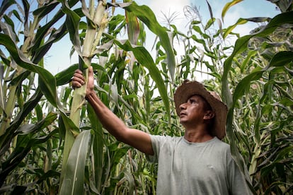 agricultura en latinoamérica