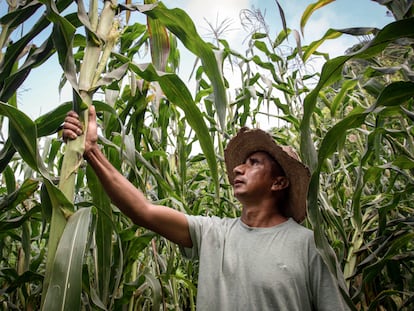 Un productor de maíz trabaja en sus terrenos de cultivo, en Nayarit (México), en agosto de 2023.