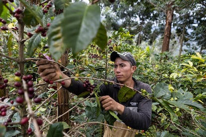 Un trabajador cosecha granos de café en Machetá, Colombia, en septiembre de 2022.