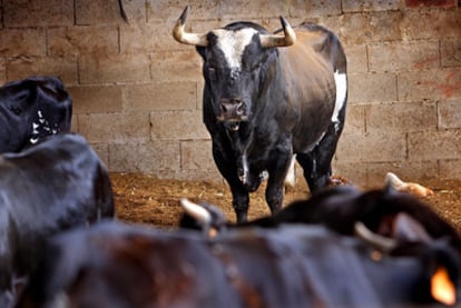 <i>Ratón</i> at his home corral in Sueca, Valencia.