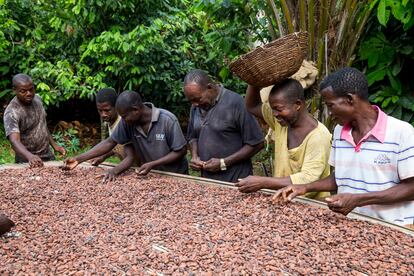 Un grupo de productores secando cacao.