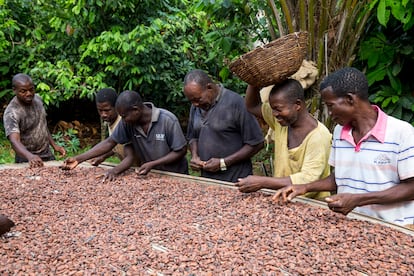 Un grupo de productores secando cacao.