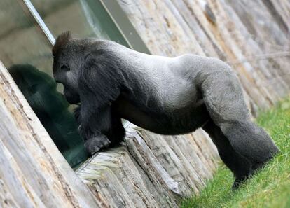 Kidogo, un gorila macho del zoo de Krefeld en el oeste de Alemania, vigila la salida al exterior de su cría de seis meses después de asegurarse de que no hay peligro.