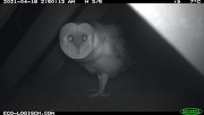 Un animal inesperado captado por las cámaras del puente, una lechuza.