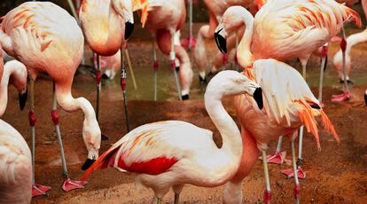 Flamencos en el zoo de Jersey.